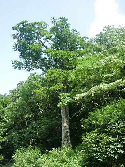 2010c8241.jpg