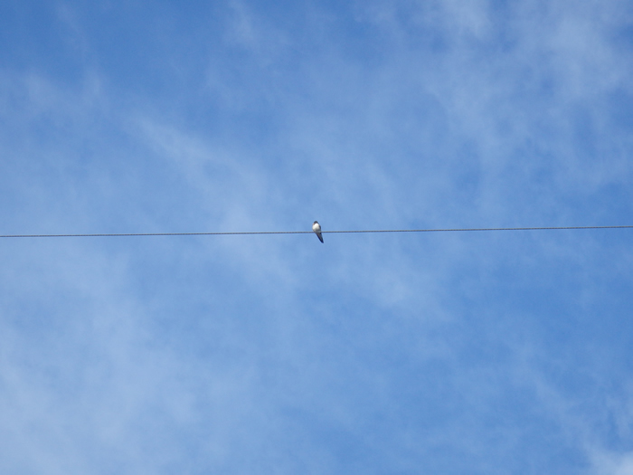 20160816am01.jpg