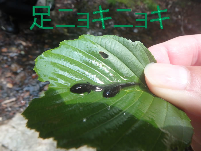 20170720AMキャニ01.jpg